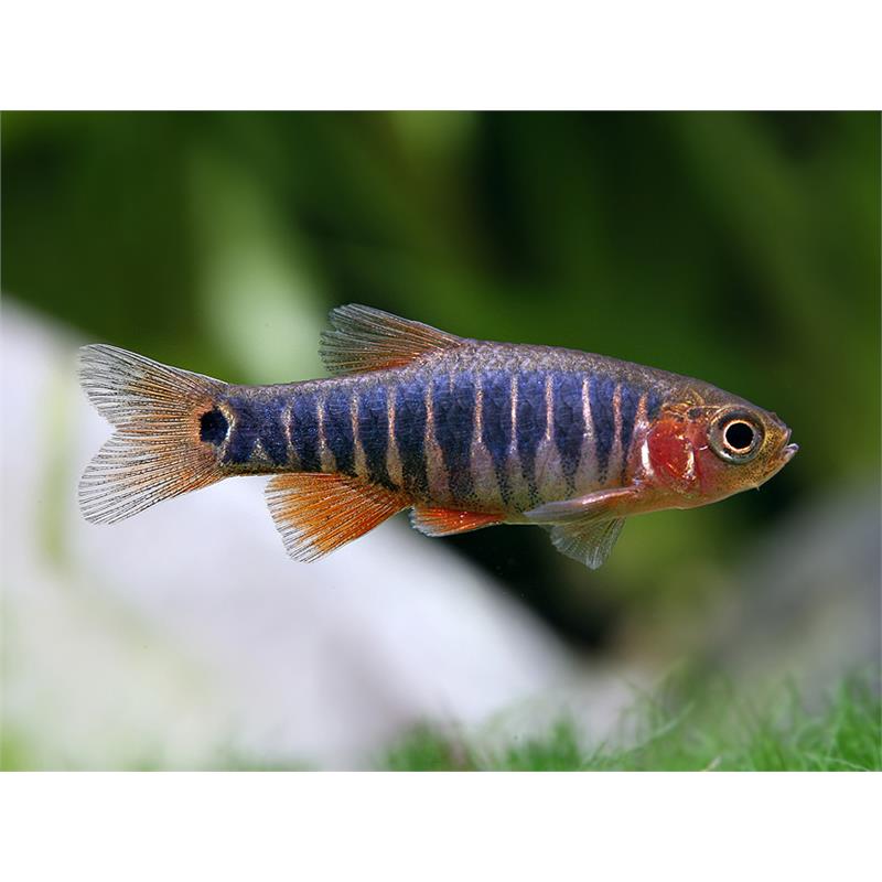 Microrasbora Erythromicon - imagine 4